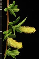 Salix pentandra. Male catkins.
 Image: D. Glenny © Landcare Research 2020 CC BY 4.0